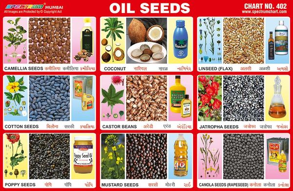 chart-no-402-oil-seeds