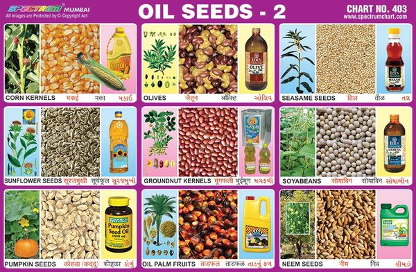 chart-no-403-oil-seeds-2