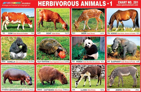 Chart No 281 Herbivorous Animals 1