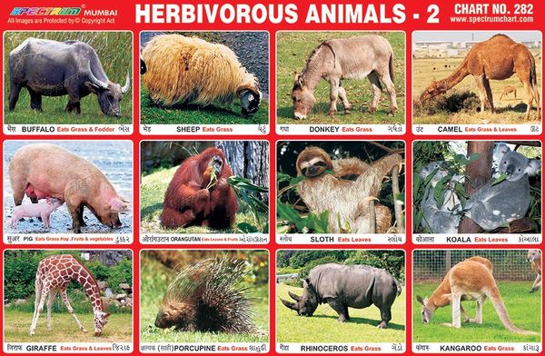Herbivorous Animals Chart