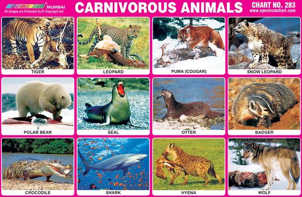 Chart No. 283 - Carnivorous Animals - 1