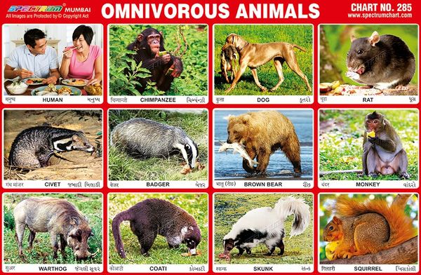 chart-no-285-omnivorous-animals