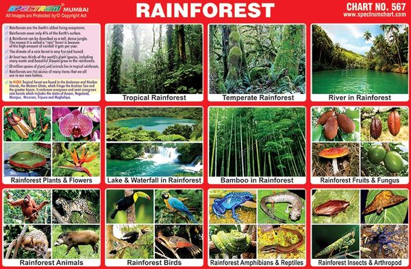 chart-no-567-rainforest