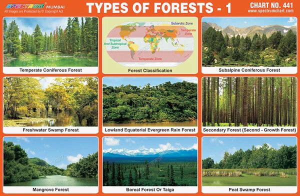 Types Of Forest For Grade 4