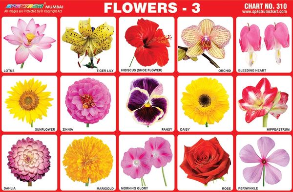 Chart No. 310 - Flowers - 3