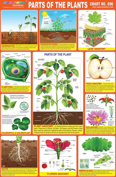 Chart No 696 Parts Of The Plants