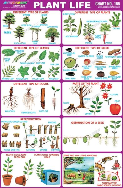 Chart No. 155 - Plant Life