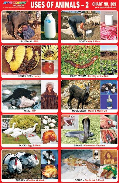 Chart No. 309 - Uses of Animals - 2