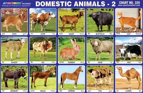 Chart No. 328 - Domestic Animals - 2