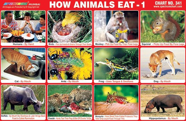 Chart No. 341 - How Animals Eat - 1