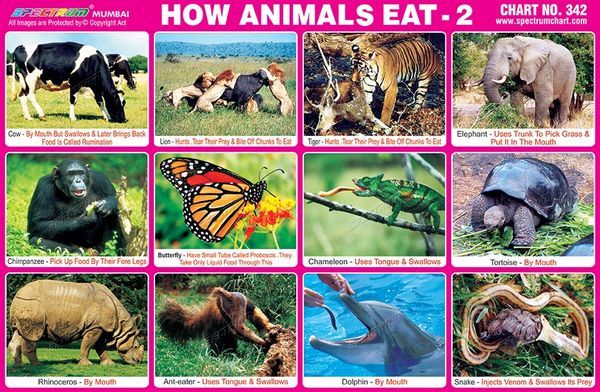 Chart No. 342 - How Animals Eat - 2