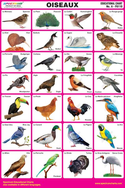 Birds Educational Wall Chart For Kids Both Side Hard Laminated (Size 48 ...