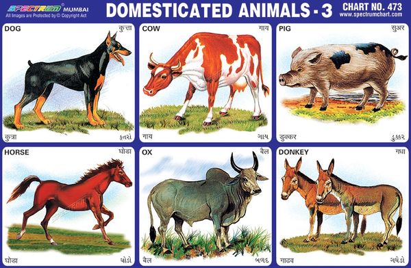 Chart No. 473 - Domesticated Animals - 3
