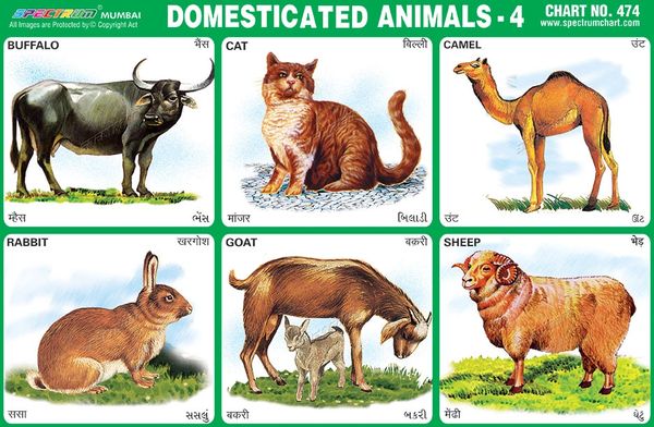 Domestic Animals And Their Food Chart