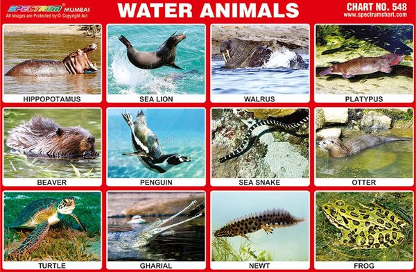 Chart No. 548 - Water Animals