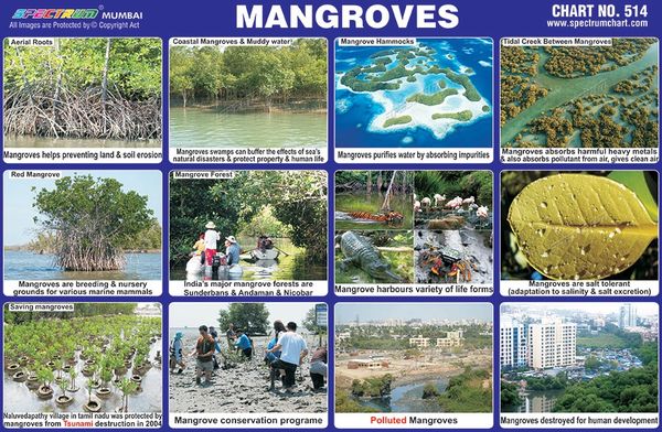 Chart No. 514 - Mangroves