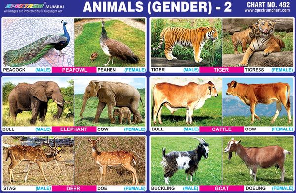 Chart No. 492 - Animals (Gender) - 2
