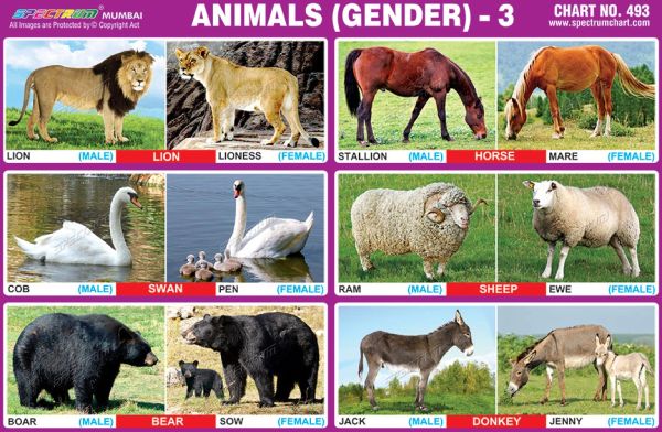 Chart No. 493 - Animals (Gender) - 3