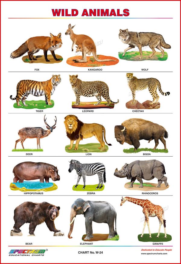 All Wild Animals Chart