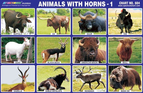 Chart No. 604 - Animals with Horns - 1