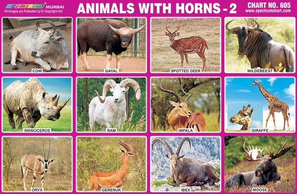 Chart No. 605 - Animals with Horns - 2