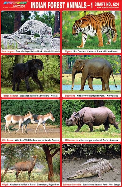 Chart No. 624 - Indian Forest Animals - 1