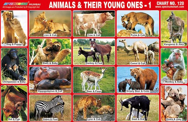 Chart No. 120 - Animals & Their Young Ones-1