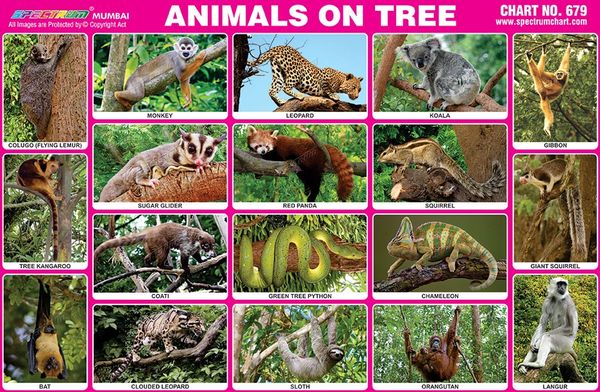 Chart No. 679 - Animals on Trees
