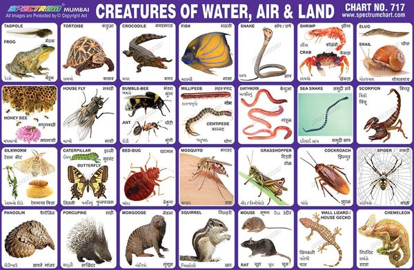 Land And Water Animals Chart | everol.com.au