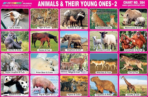 Animals And Their Young Ones Chart