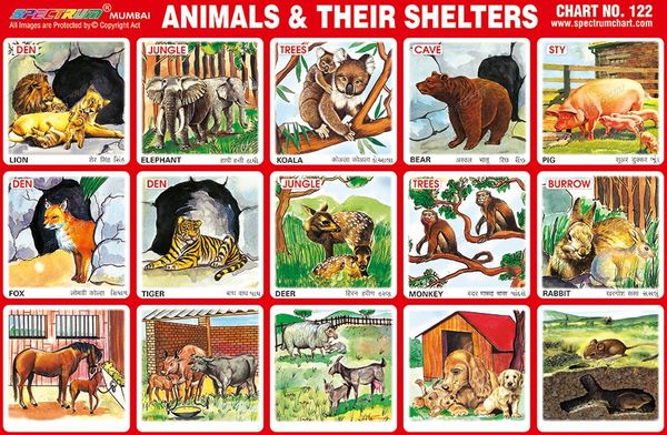 Chart No 122 Animals Their Shelters