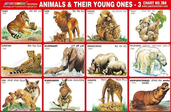 Chart No. 784 - Animals & Their Young Ones - 3