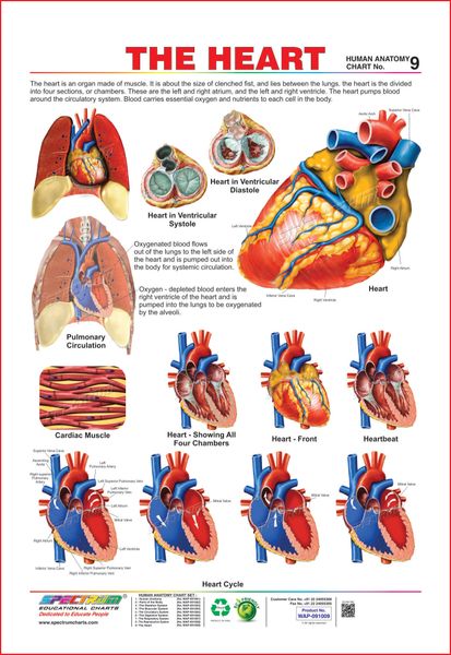 The Heart