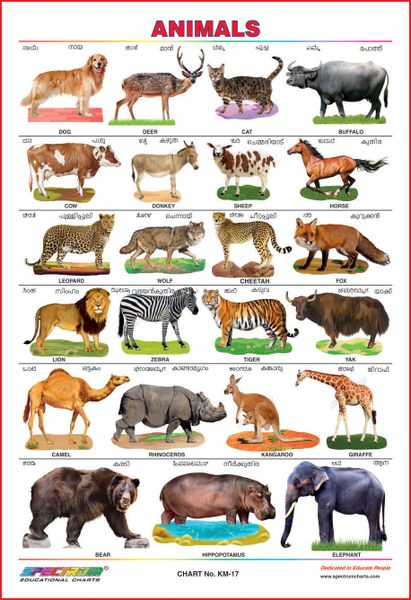 Top 140 + Animal chart in kannada - Inoticia.net