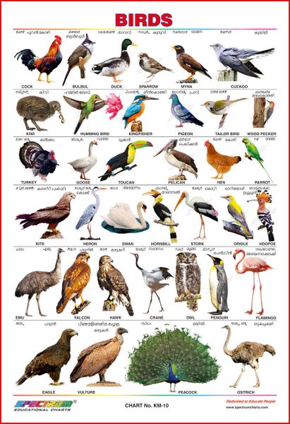 Birds (Kannada & Malayalam)