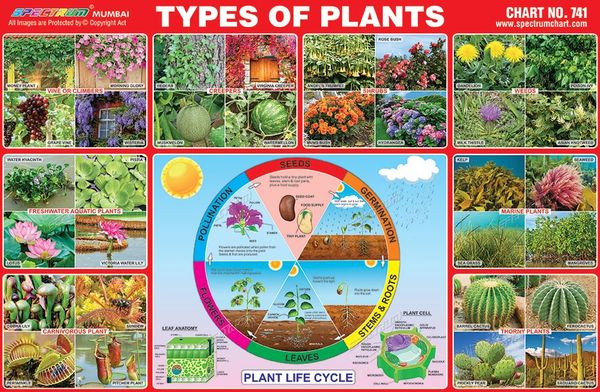 types-of-plants-chart-for-kids