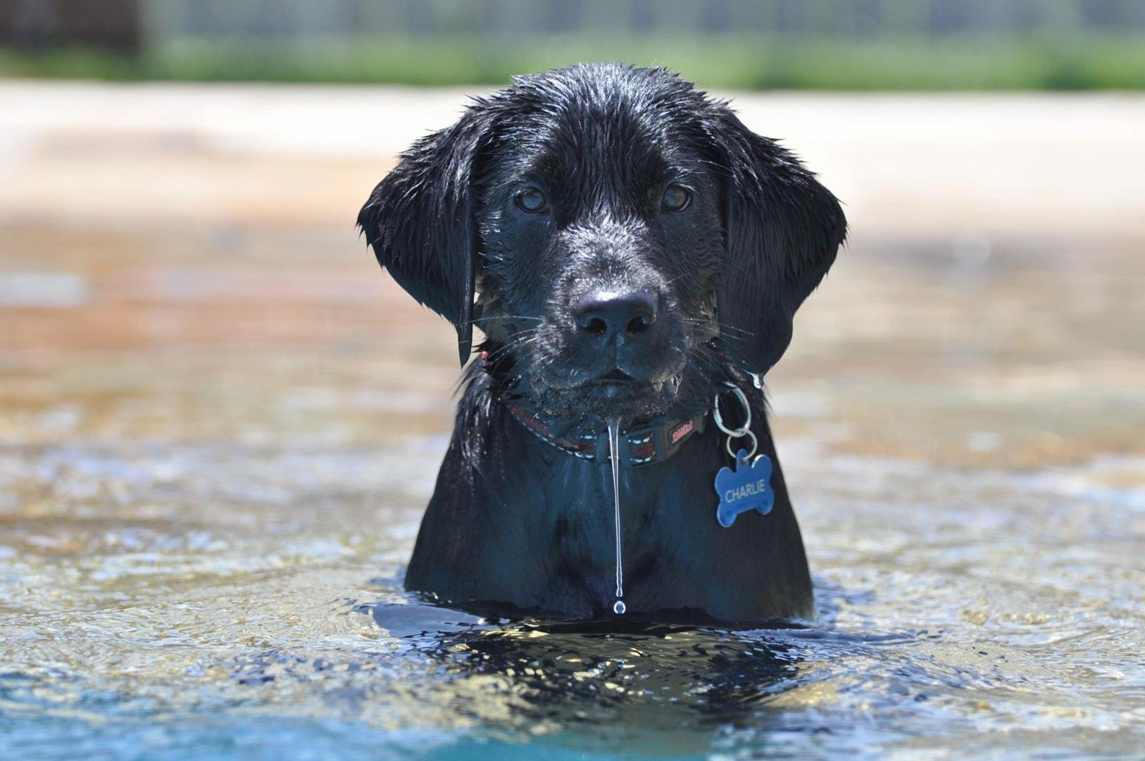 Upgrade whelping box #goldenretriever #servicedogintraining #servicedo, Service Dogs