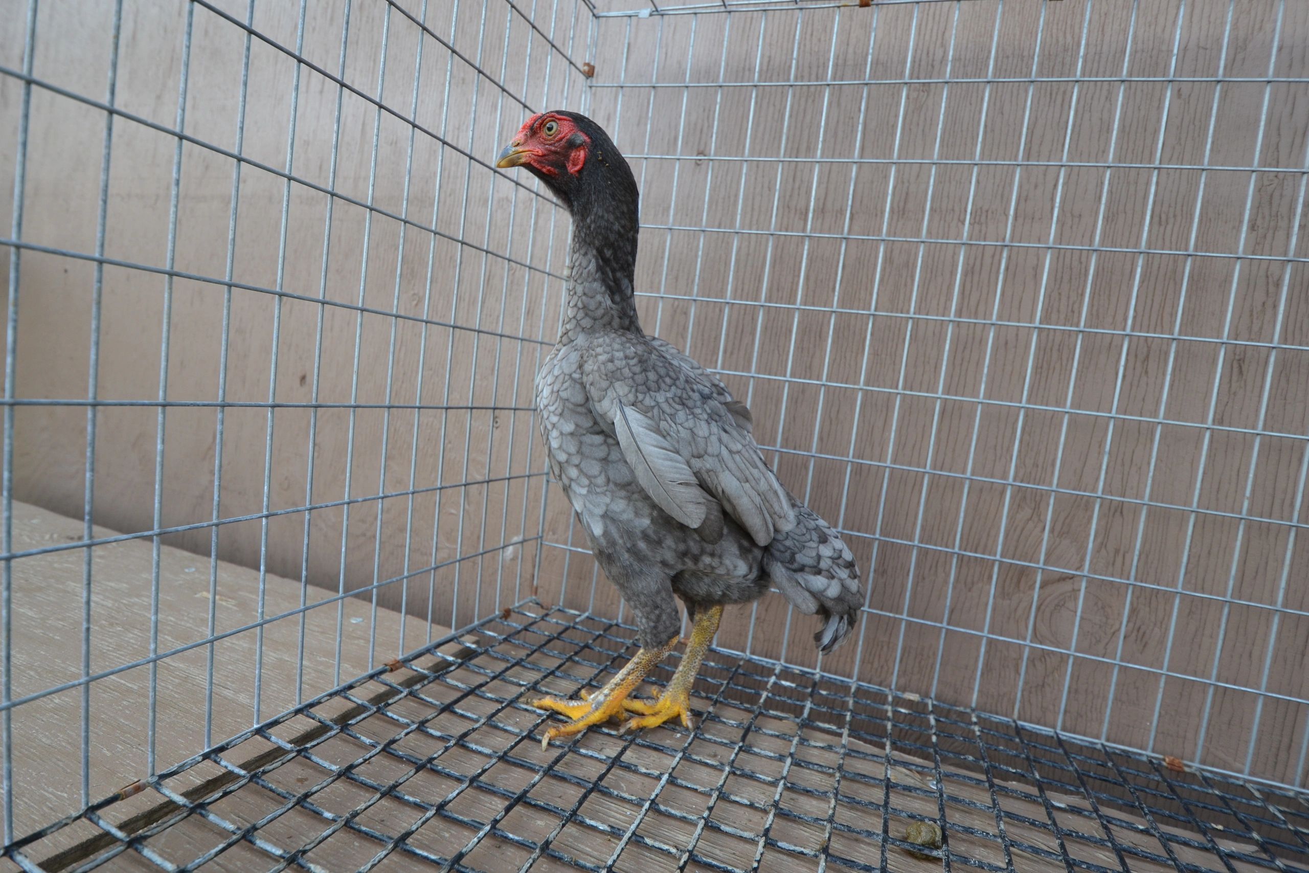 Shamo Chicken