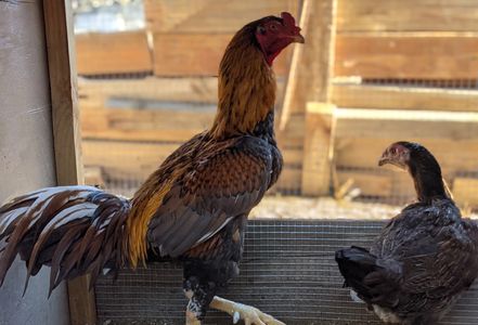 Golden Ga Noi Don Rooster and Bronze Hen