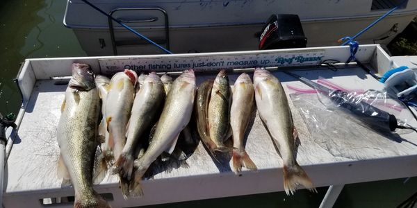 Detroit River STURGEON Caught on SHORE-Detroit River Shore WALLEYE