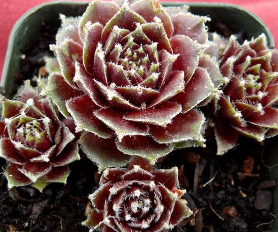 Sempervivum 'Rauhreif'