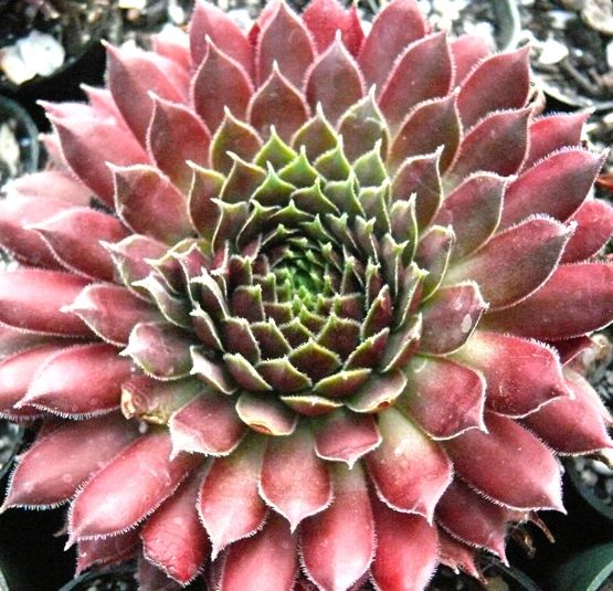 Sempervivum 'Silberspitz'