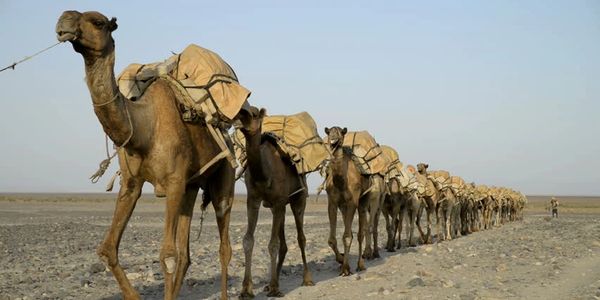 Camel Rides