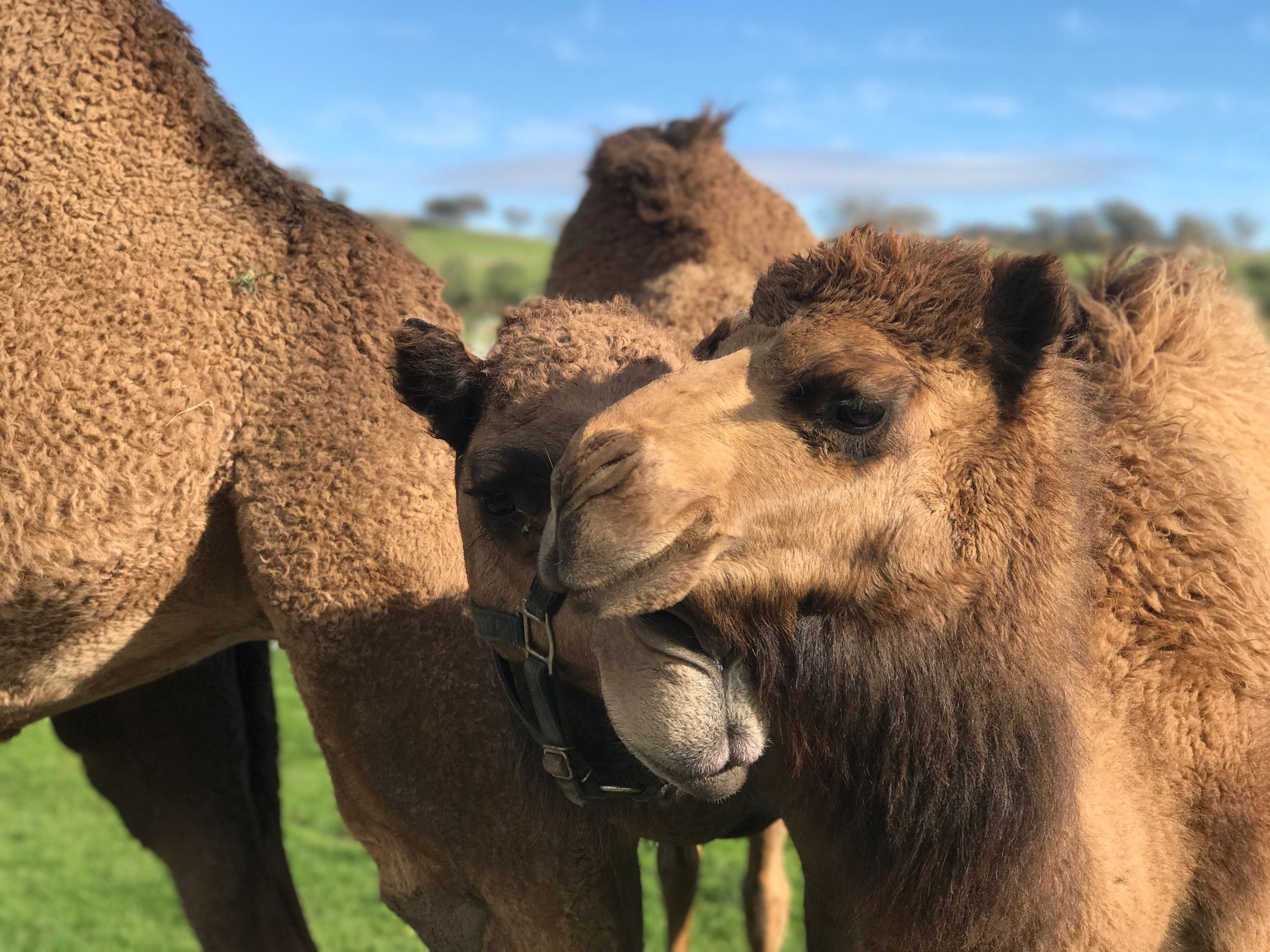 Private Group Tours Oasis Camel Dairy