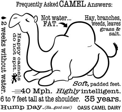 TOP TEN CAMEL ANSWERS