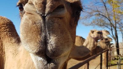 Camels Use Their Humps for Food Storage During Long Treks