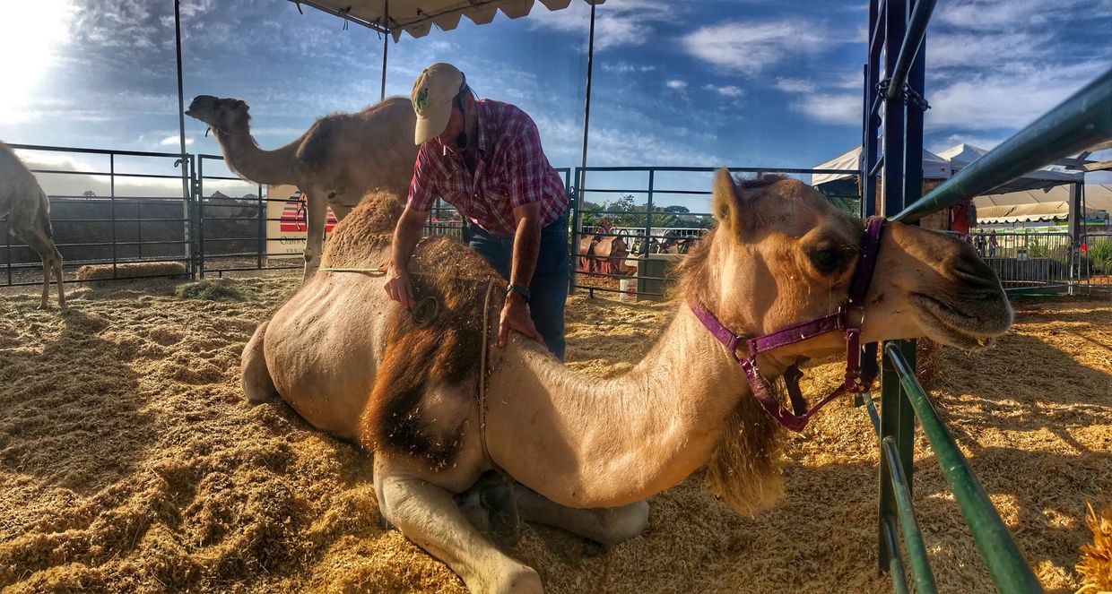 Dairy owner Gil Riegler brushing one of our milking camels while she reclines