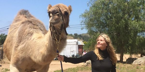 Camel Rides Oasis Camel Dairy