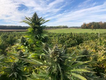 Our CBD Field looked like a tree farm from a distance.