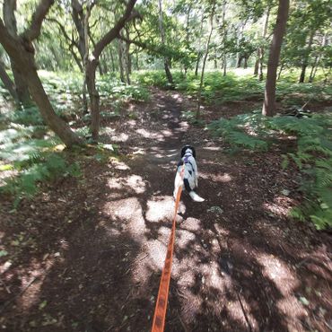 Dog following a track